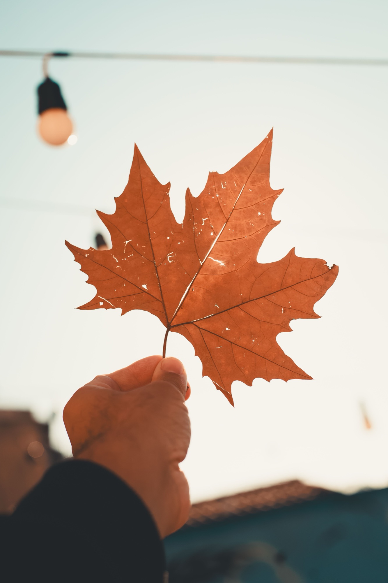 An oak leaf held up against a bright sky